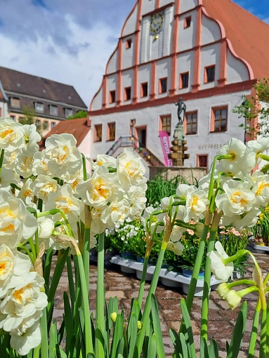 Grimma blüht auf Narzissen_Rathaus Frühling_ 2024_Marlen Sandmann.jpg © Stadt Grimma