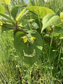 Marja Hemken Rauszeit Höfgen © Marja Hemken Rauszeit Höfgen