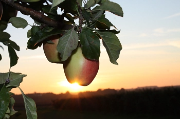 Obstland Sachsen