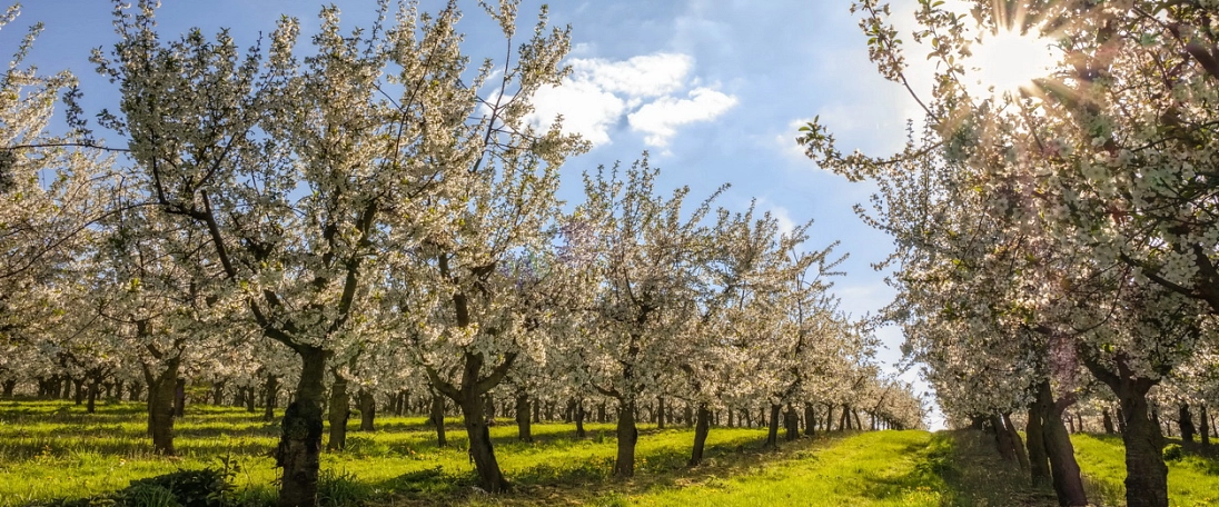 Plantage Obstland Dürrweitzschen Blüte © Thomas Mähr