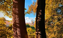 Stadtwald herbst © Natalie Rieche