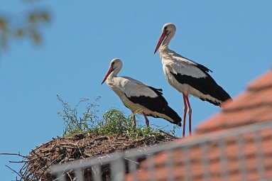 Storch