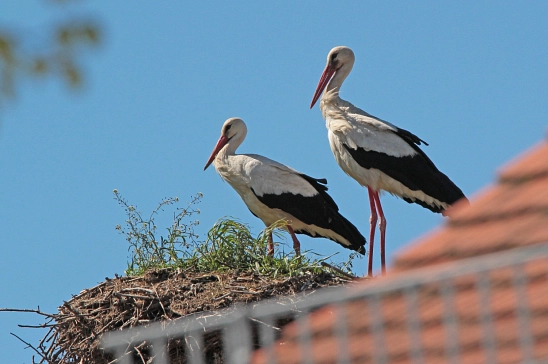 Storch